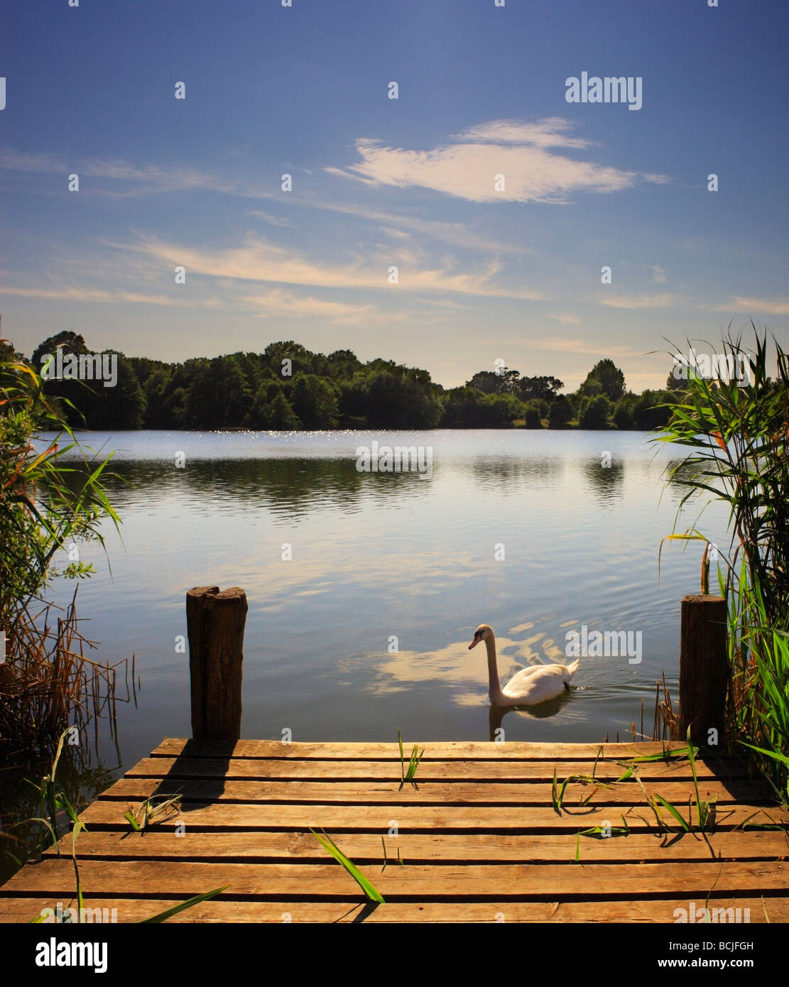Swan und Steg. Haysden Landschaftspark Tonbridge. Stockfoto