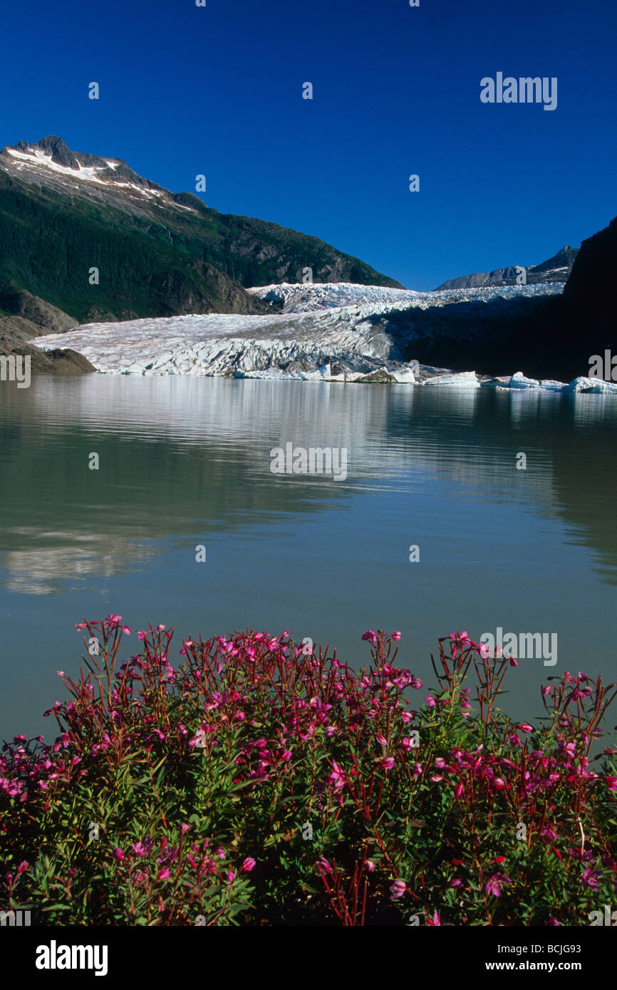 Malerische Mendenhall Gletscher w/Weidenröschen Vordergrund SE AK Sommer Stockfoto