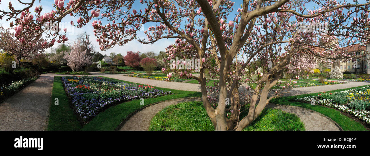 Magnolia Soulangiana Speciosa Stockfotografie - Alamy