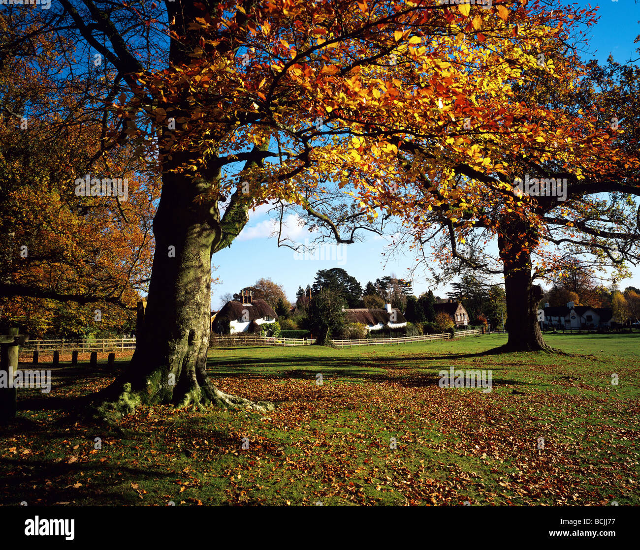 Dem malerischen New Forest von Swan Dorfplatz im Herbst in der Nähe von Lyndhurst Stockfoto