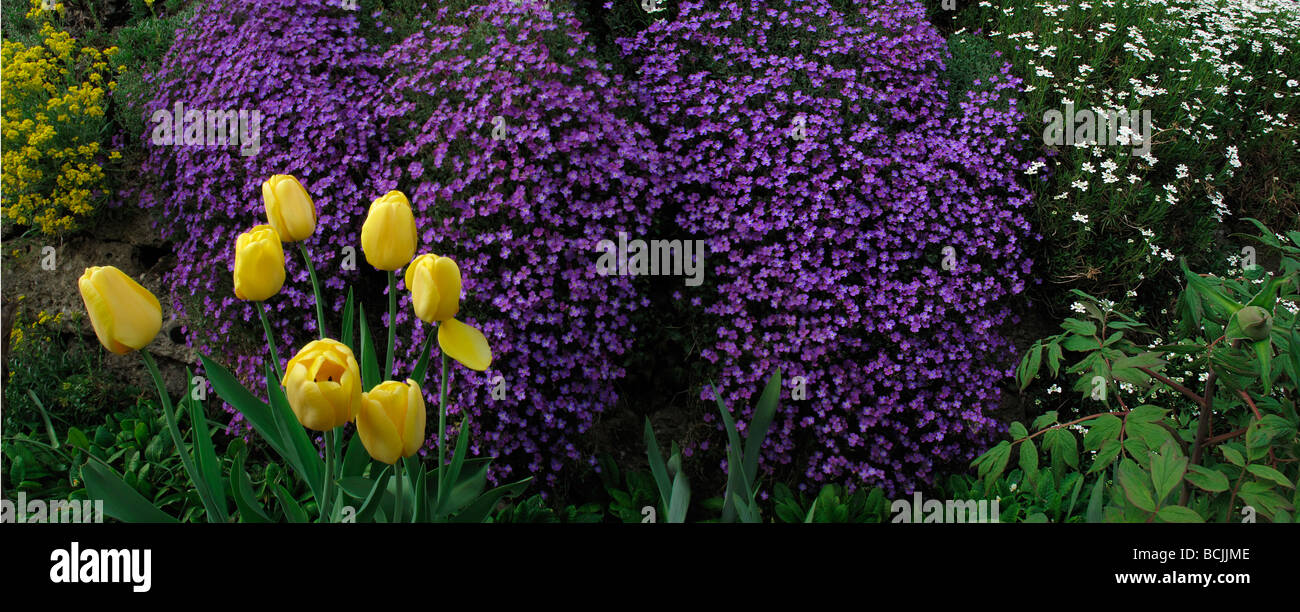 Blaue kresse Fotos und Bildmaterial in hoher Auflösung Alamy
