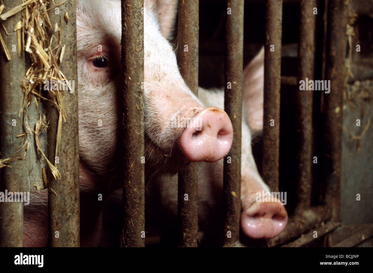 Landwirtschaft: ausgewachsene Schweine hinter Gittern misshandelt und vernachlässigt Stockfoto