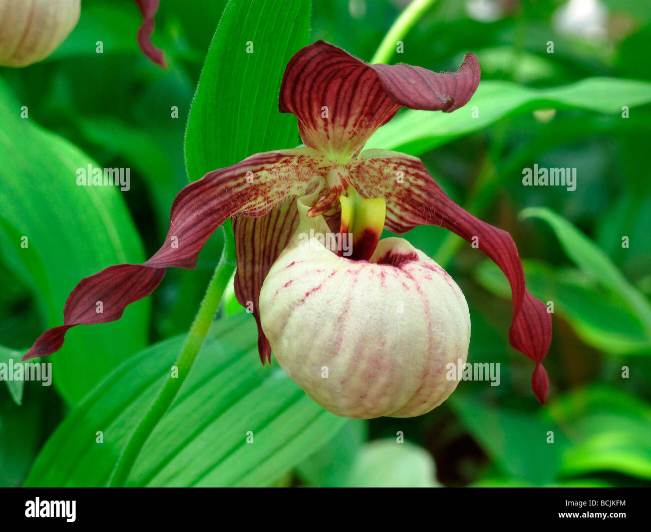 Lady Slipper Slipper Orchidee Stockfoto