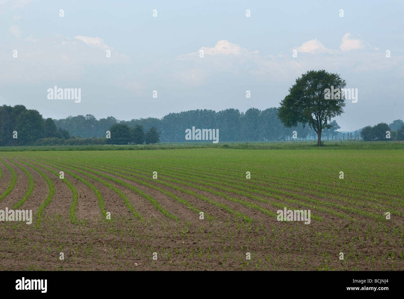 Ackerland mit ordentlich führenden Linien neu gesät Stockfoto