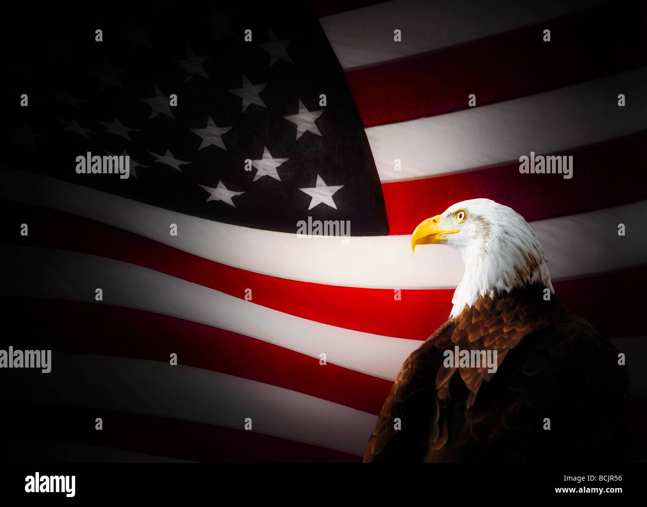 Weißkopf-Seeadler und amerikanische Flagge Stockfoto