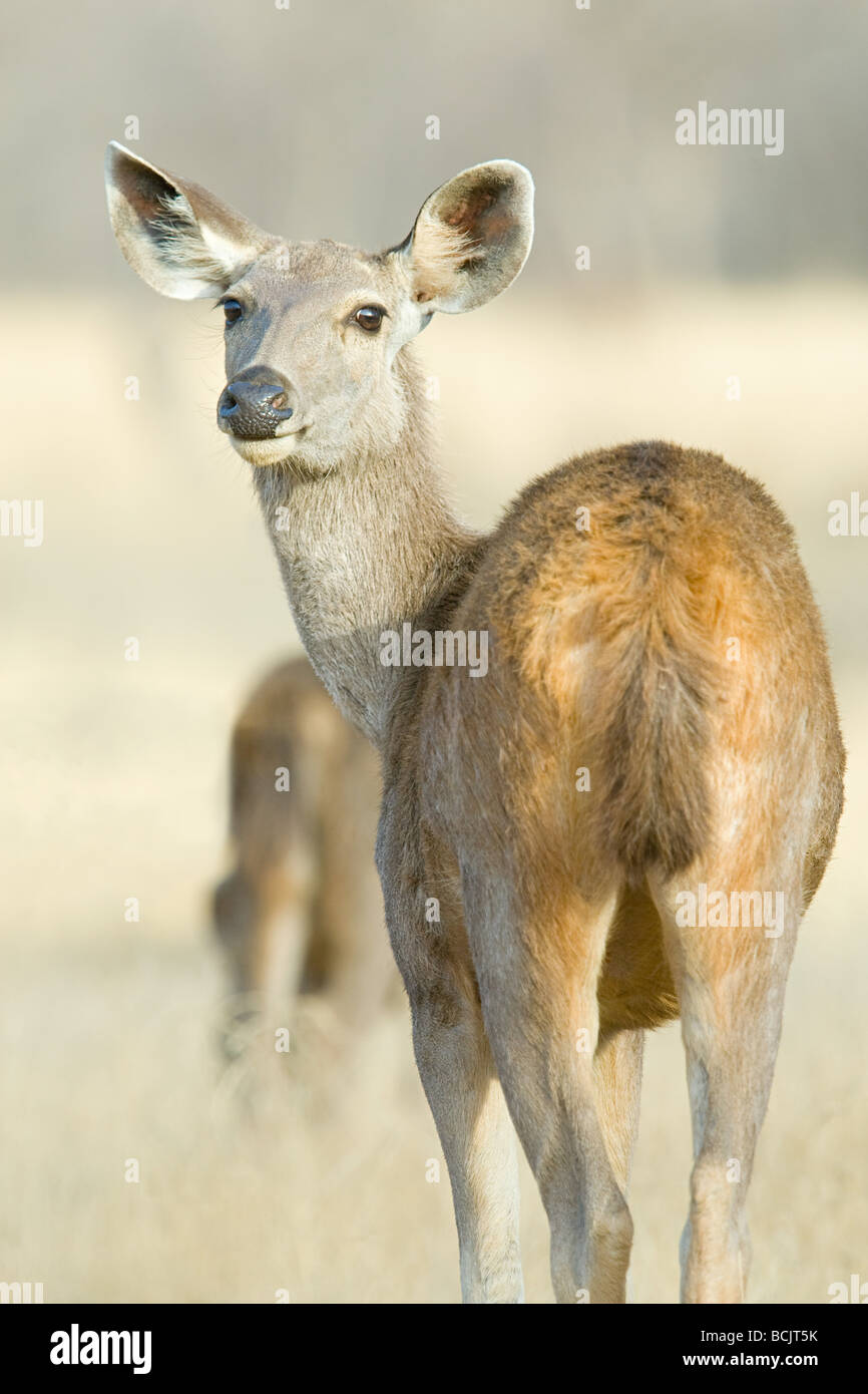 Wilde Sambar-Hirsch Stockfoto