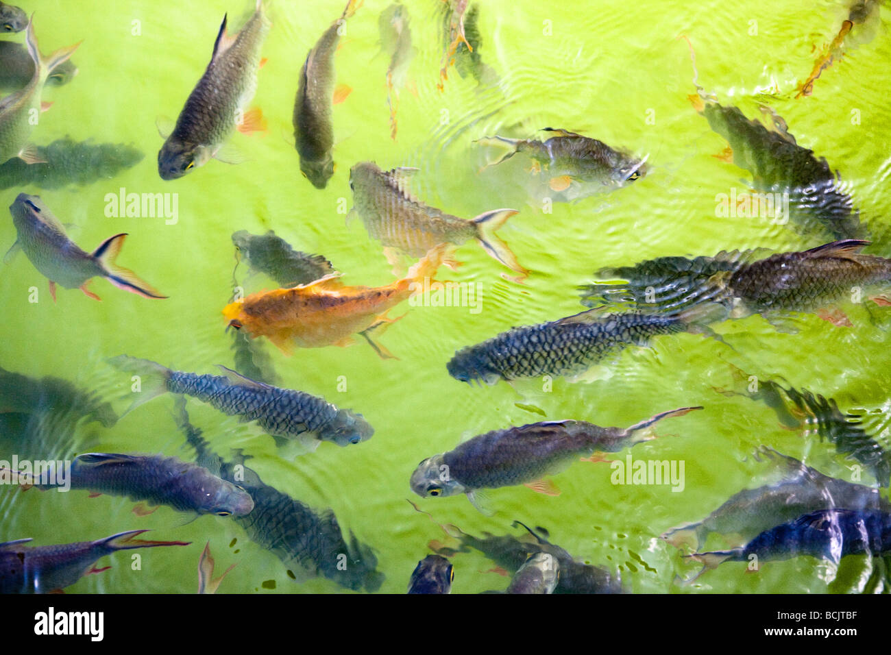 Fische in einem Teich schwimmen Stockfoto, Bild 25000515 Alamy
