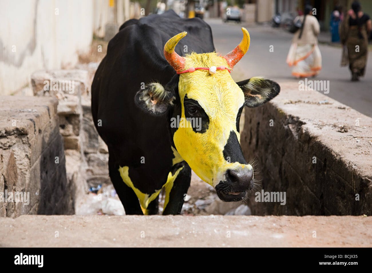 Kuh für pongal Festival gelb lackiert Stockfoto