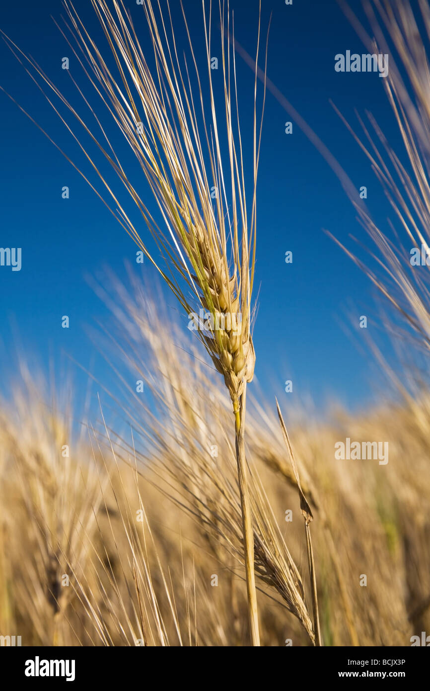 Die weizenpflanze -Fotos und -Bildmaterial in hoher Auflösung – Alamy