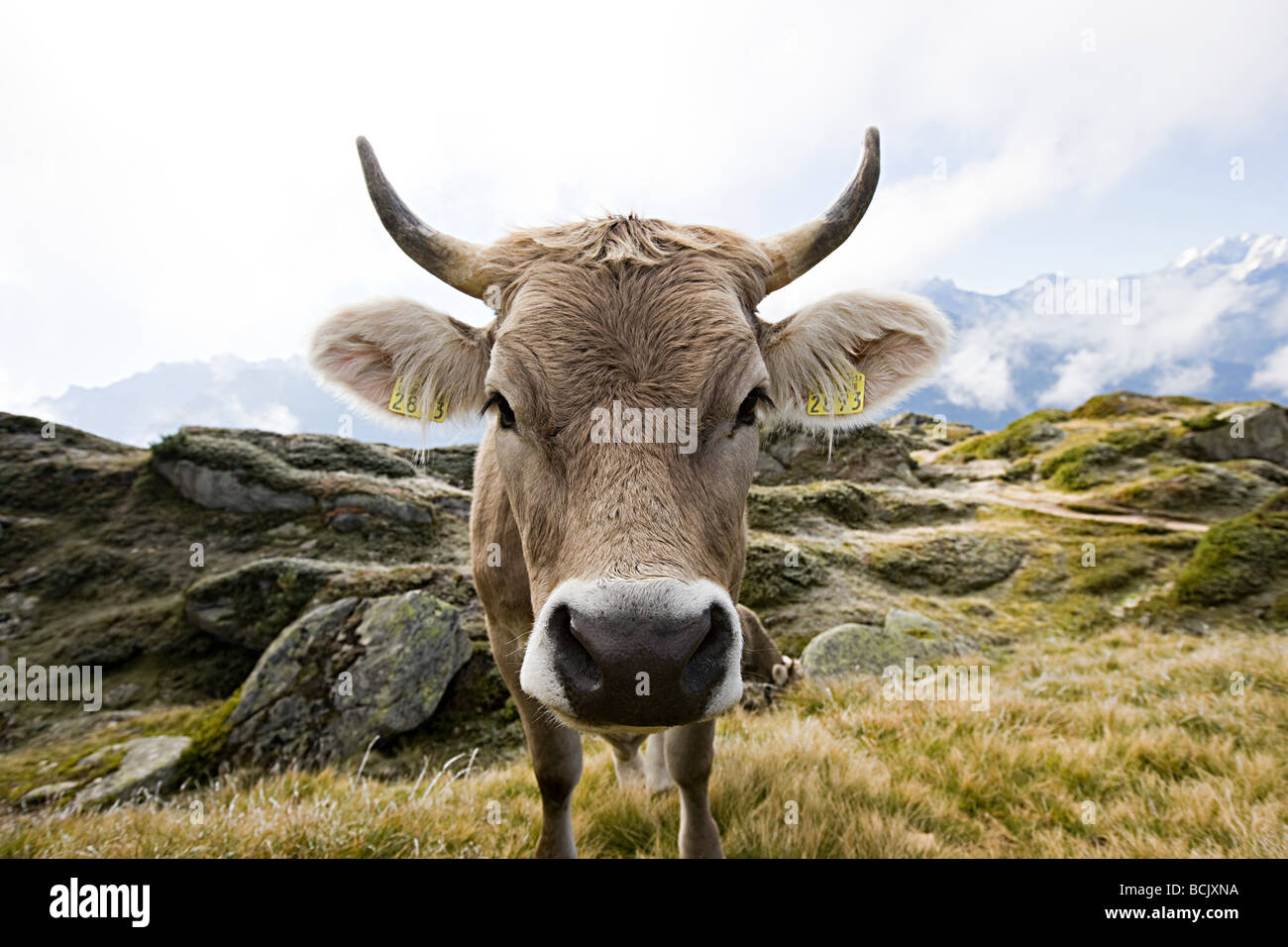 In einem Schweizer Kuh Stockfoto