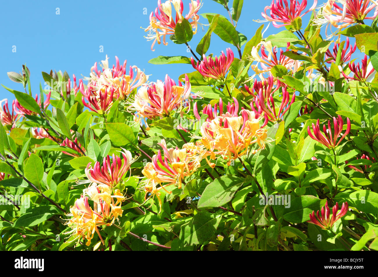 Geißblatt vor blauem Himmel Gower Halbinsel Glamorgan Wales Cymru Stockfoto