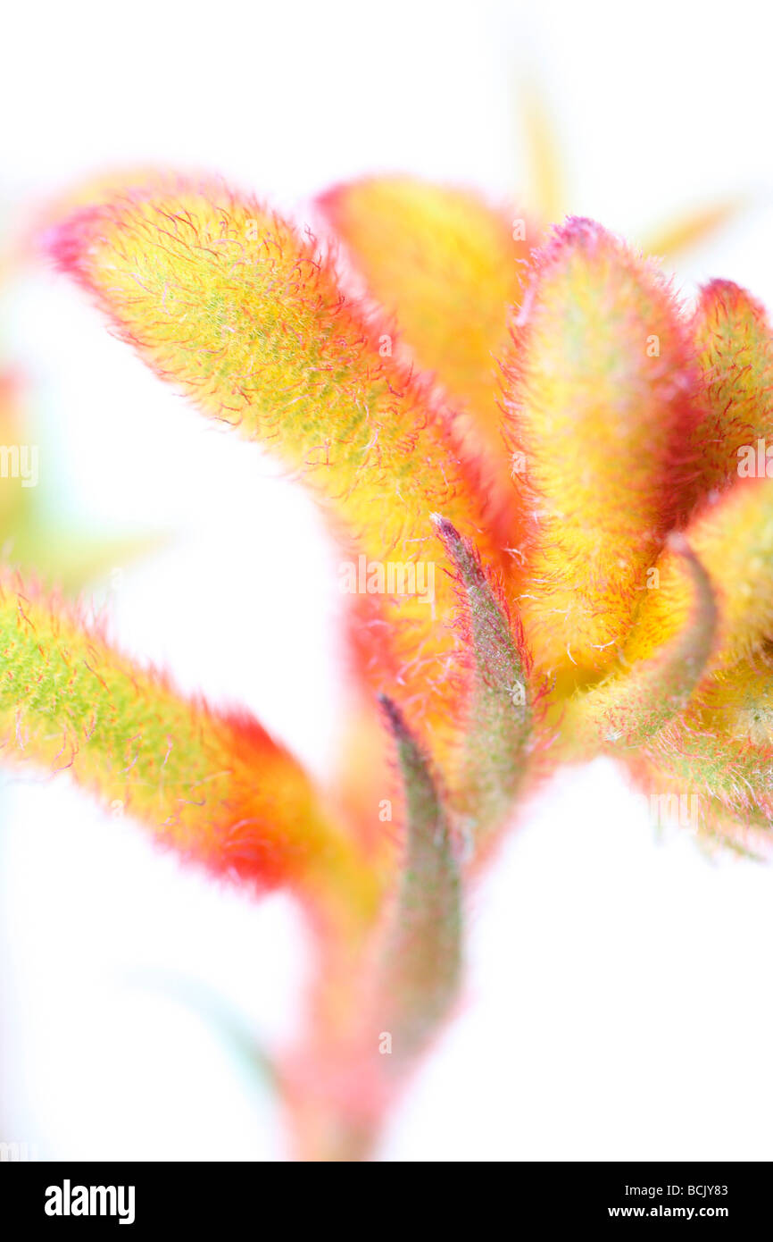 Frische und minimale Bild von Kangaroo Paw Kunstfotografie Jane Ann Butler Fotografie JABP399 Stockfoto