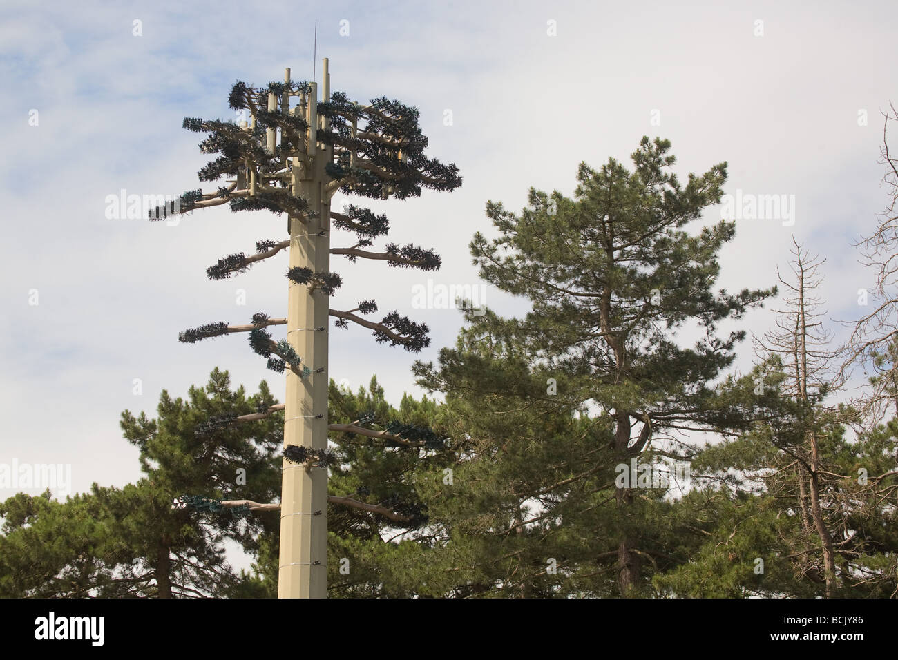 Handy-Mast getarnt als ein Baum mit der Landschaft verschmelzen Stockfoto