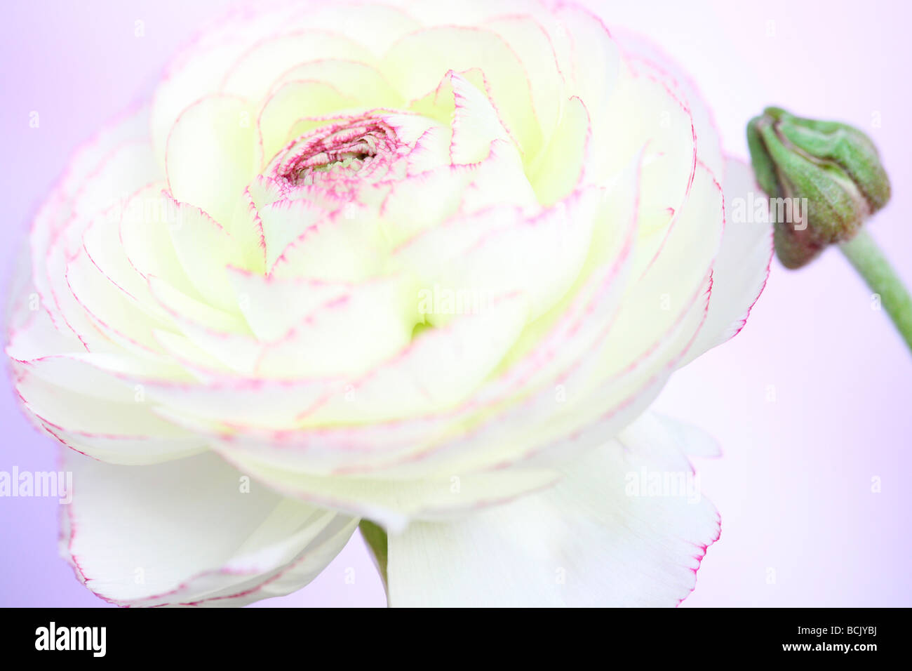 schöne weiße Ranunkeln mit dunkel rosa gespitzte Blütenblätter und Bud Fine Art Photography Jane Ann Butler Fotografie JABP395 Stockfoto