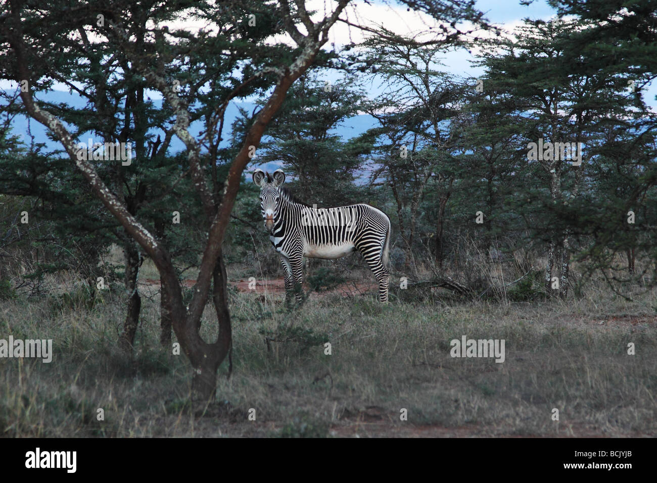 Ein Zebra Ausschau in der Abenddämmerung in den Büschen des Laikipia, Nordkenia Stockfoto