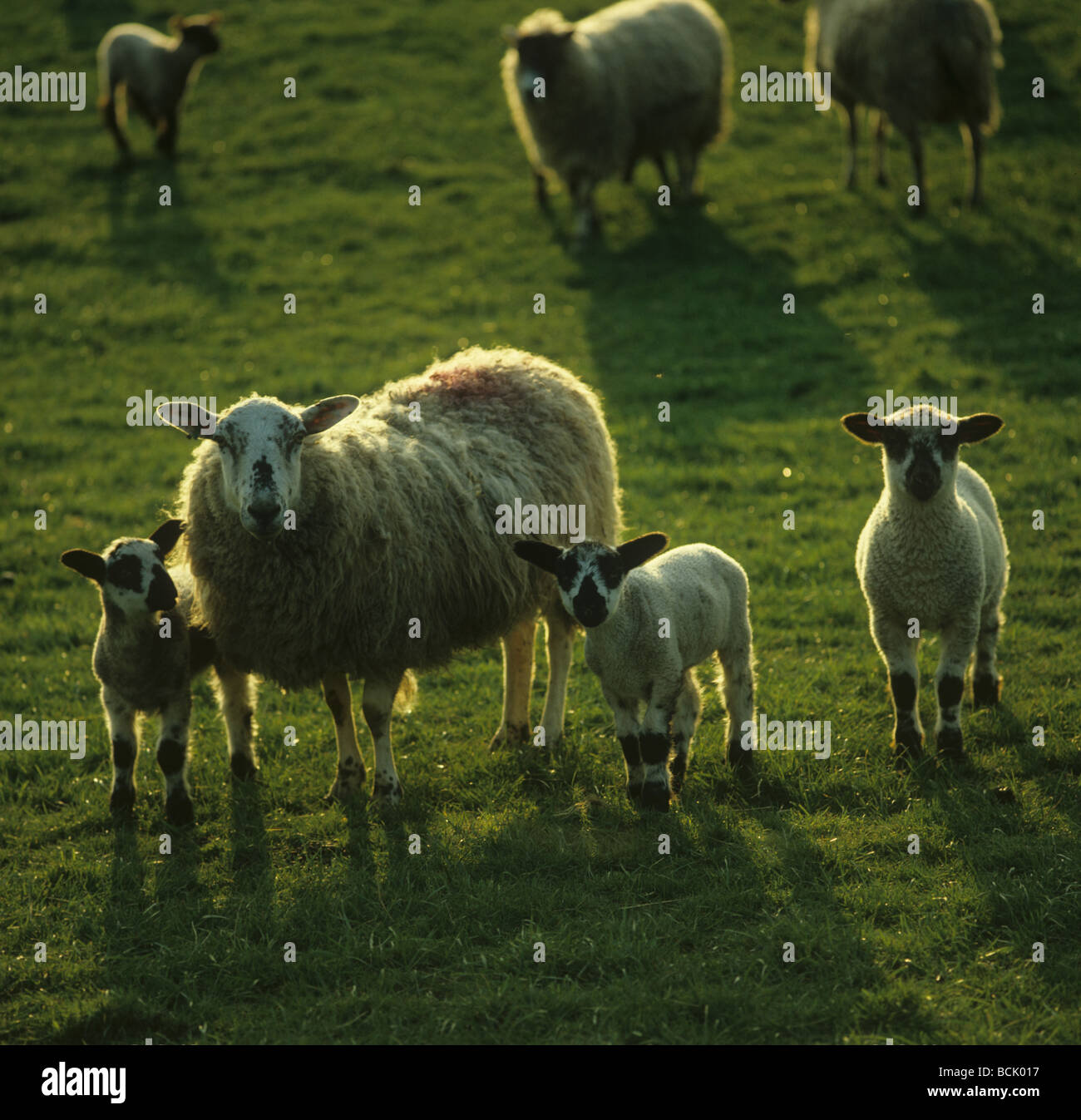 Schottische Maultier Ewe mit drei Lämmer Hintergrundbeleuchtung bis zum Abend Sonnenschein Stockfoto