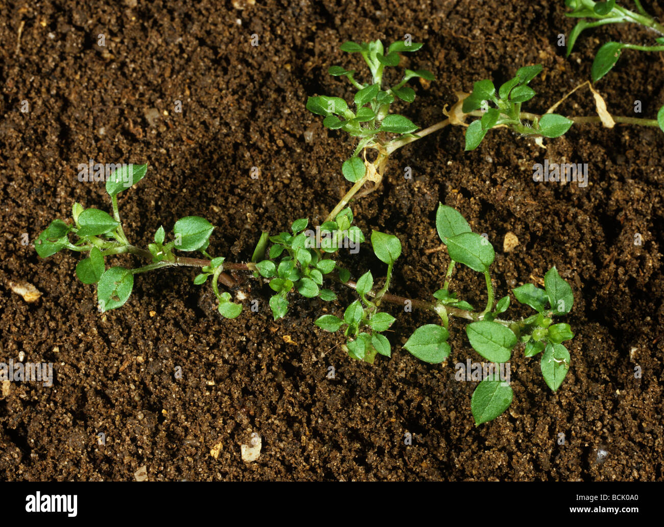 Jungen Vogelmiere Pflanze Stellaria Media auf einem Boden-Hintergrund Stockfoto