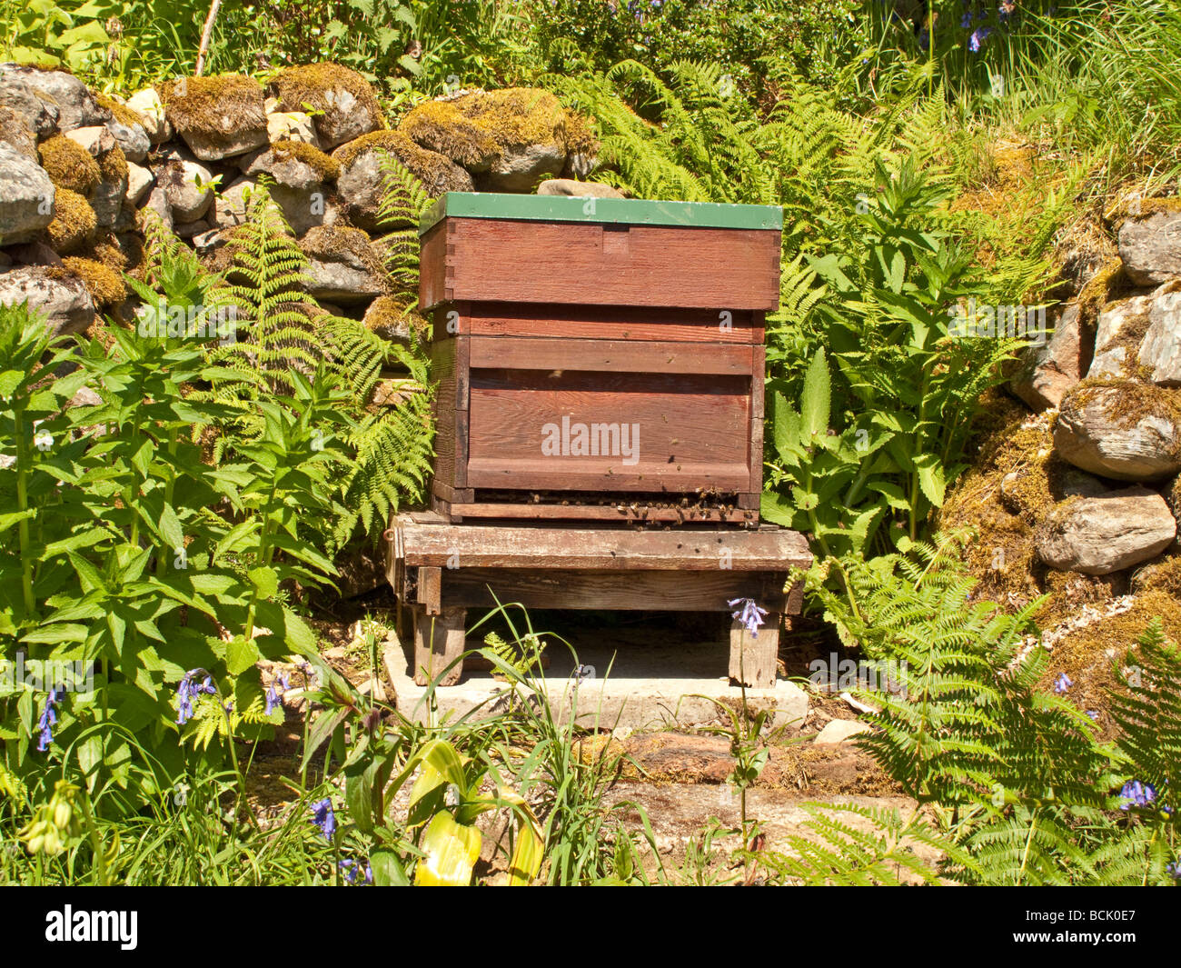 Bienenstock, geschützt durch Steinmauer in Schottland, Vereinigtes Königreich Stockfoto