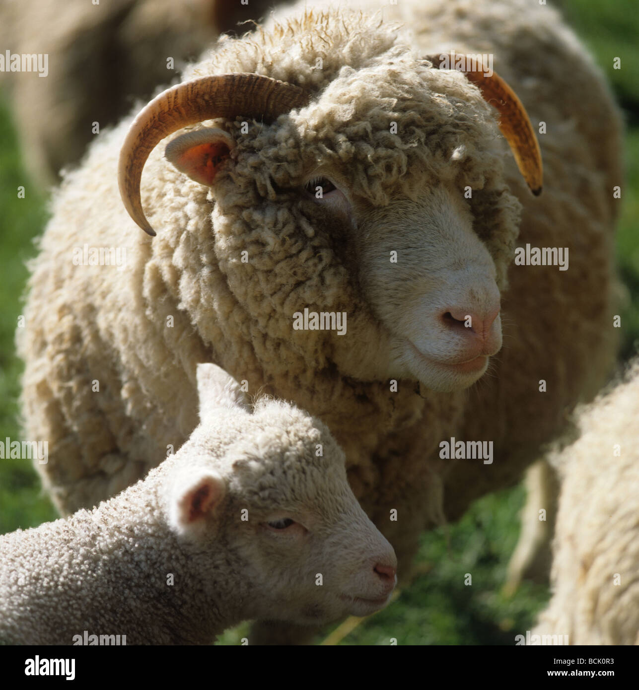 Dorset Horn Ewe mit ihr Lamm Stockfoto