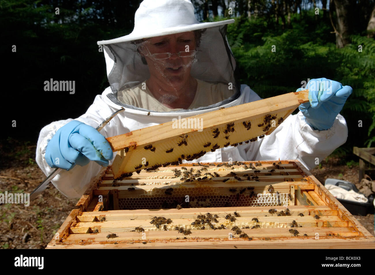 Biene-Keeper Inspektion Rahmen von Honig auf einem Bienenstock Stockfoto