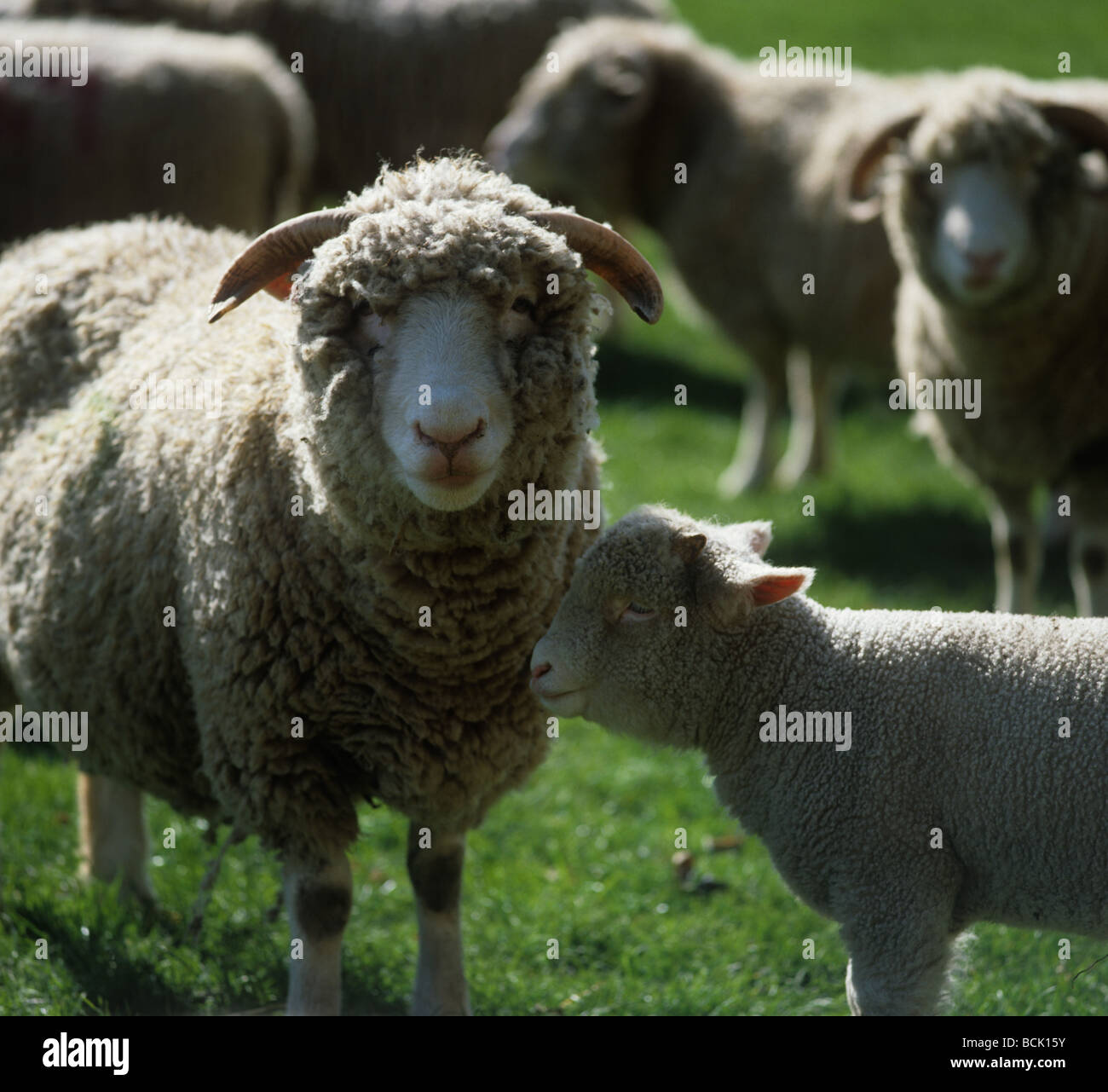 Dorset Horn Schafe mit ihrem Lamm Stockfoto