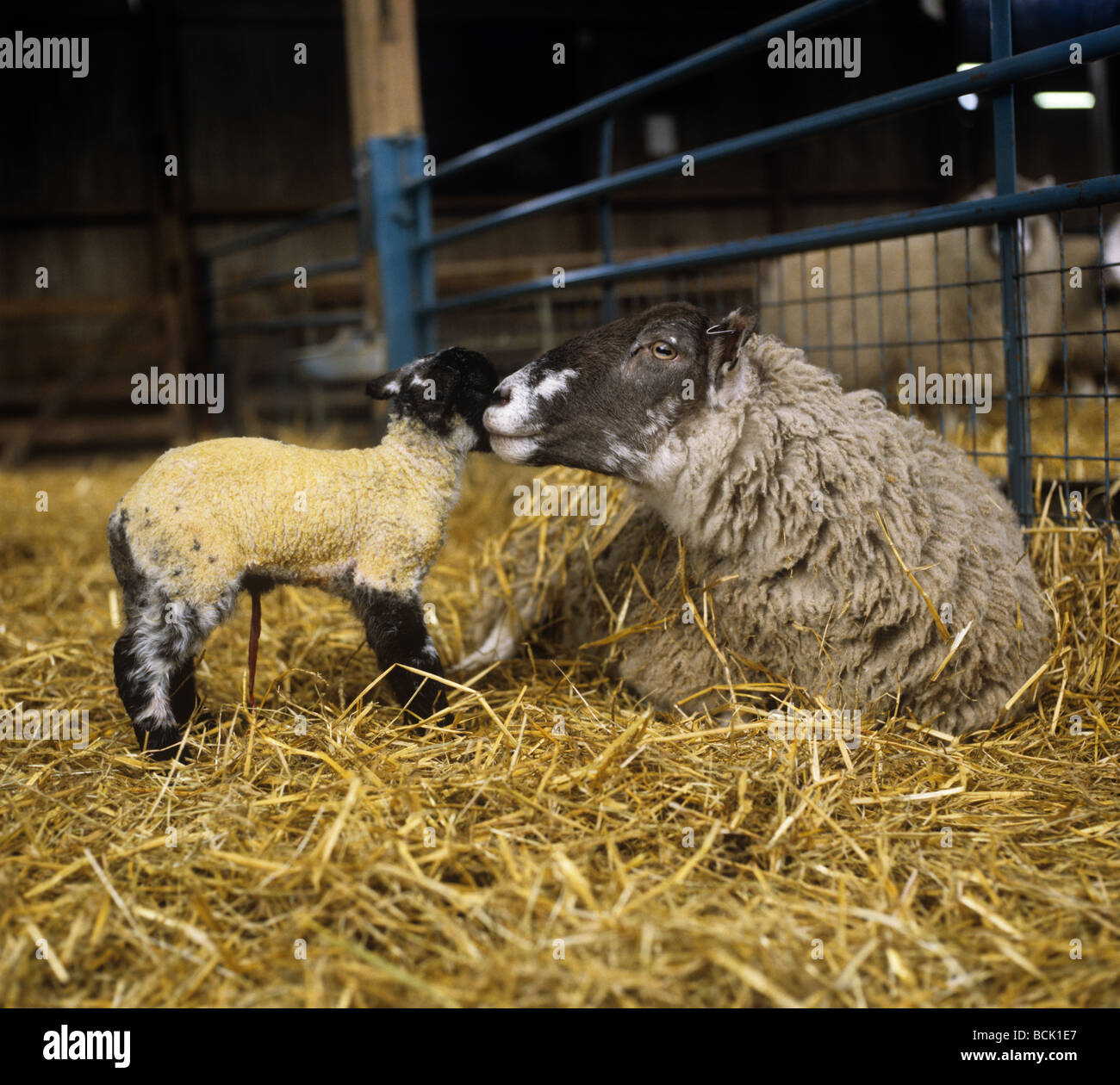 Schaf liegend in Arbeit tendenziell das Erstgeborene Lamm, während sie warten, bis die zweite Stockfoto
