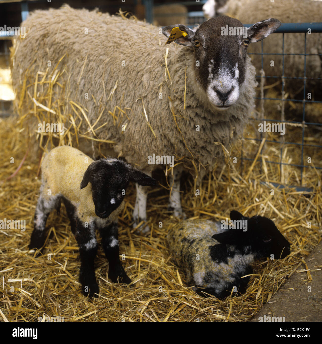 Norden von England Maultier Ewe mit ihre Zwillingsschwester Lämmer kurz nach der Geburt Stockfoto