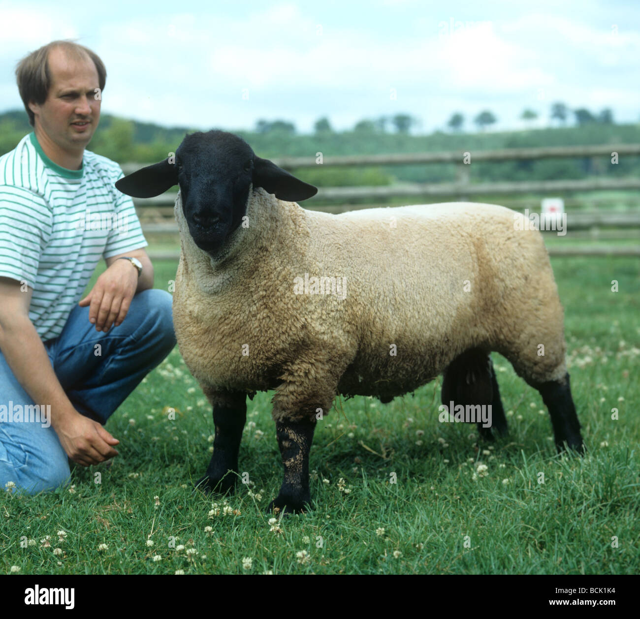 Suffolk zeigen Ram im Bauernhof-Paddock mit seinem Führer Stockfoto