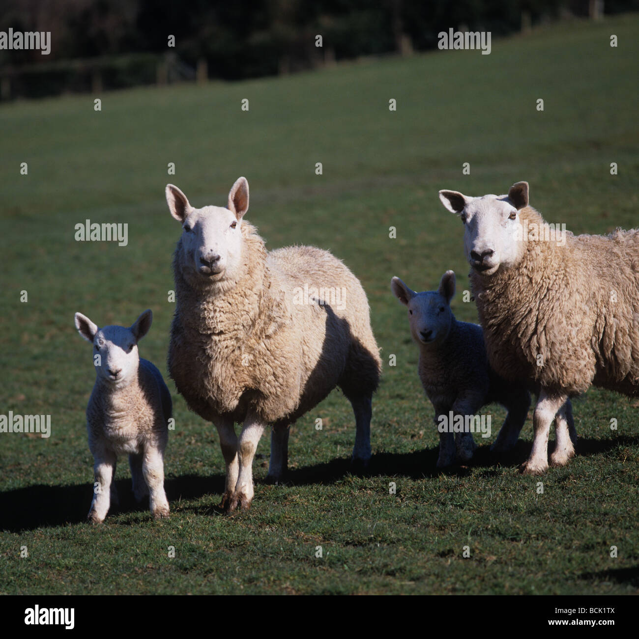 North Country Cheviot Schafe und Lämmer, die Blickrichtung der Kameras Stockfoto