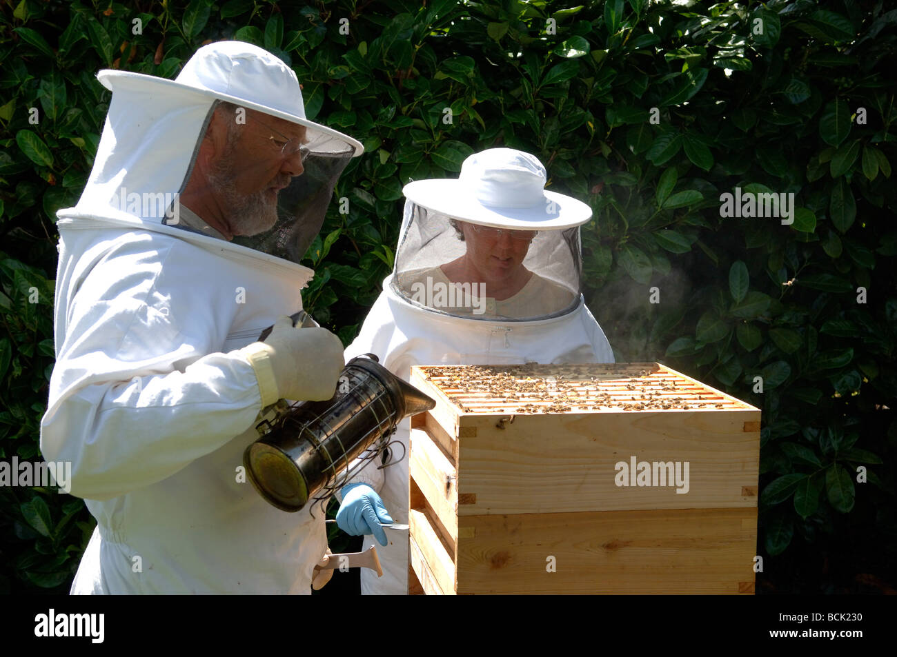 Bee Keeper Rauchen oben auf einen Bienenstock Stockfoto