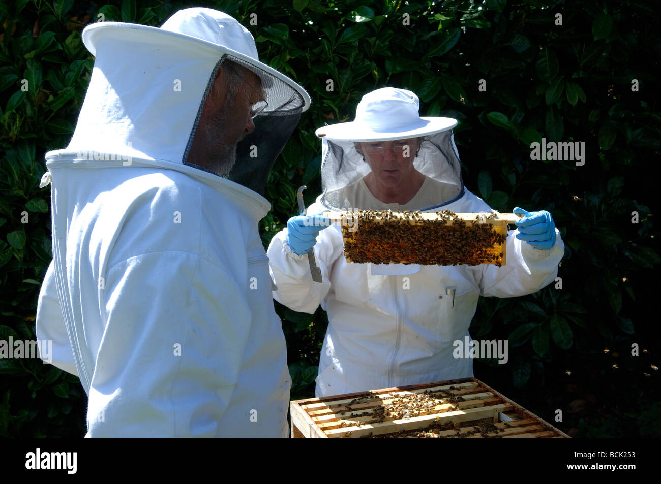 Biene-Keeper Inspektion eines nationalen Bienenstocks Stockfoto