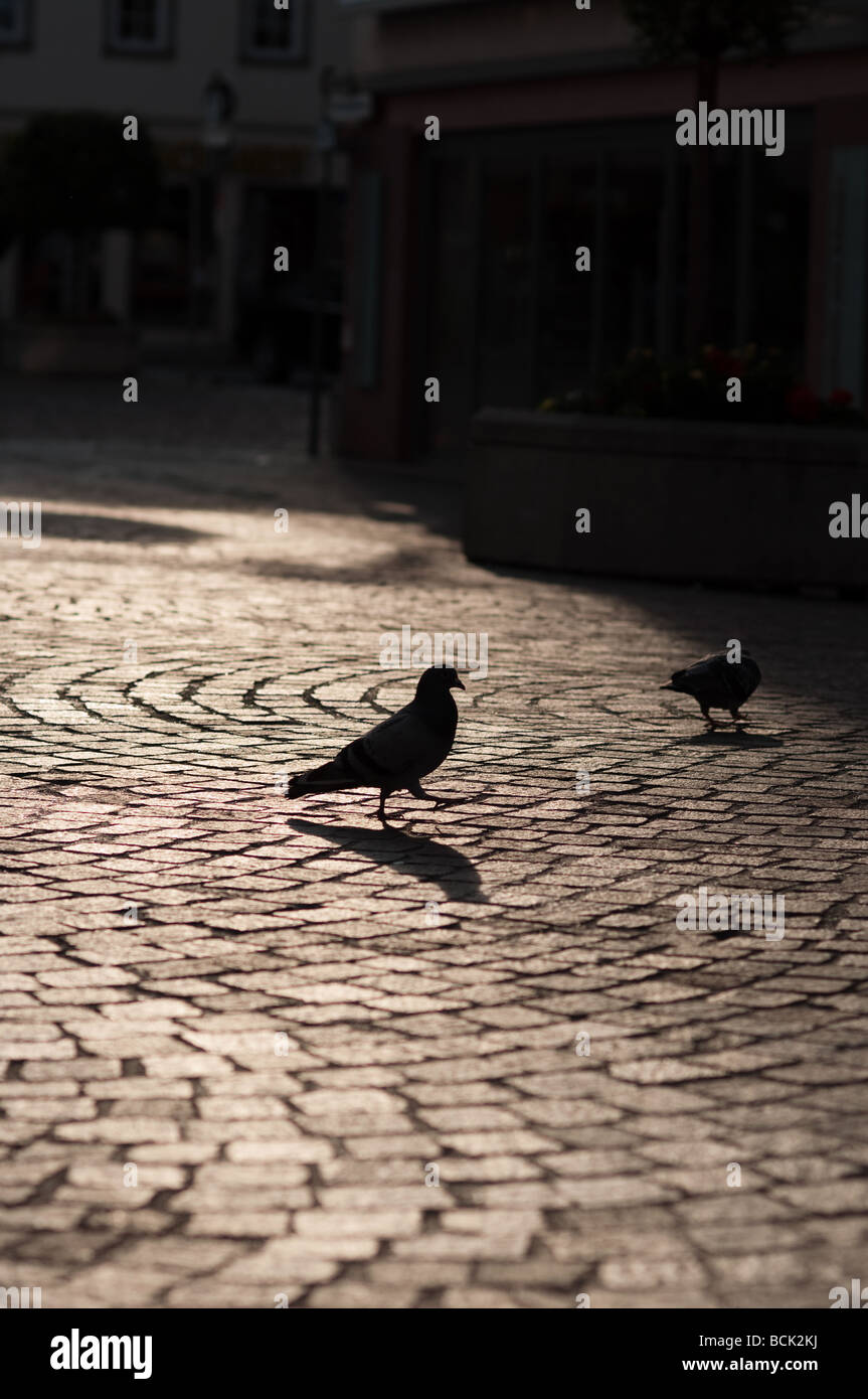 Silhouette der Vögel auf einer Straße bei Sonnenuntergang Stockfoto