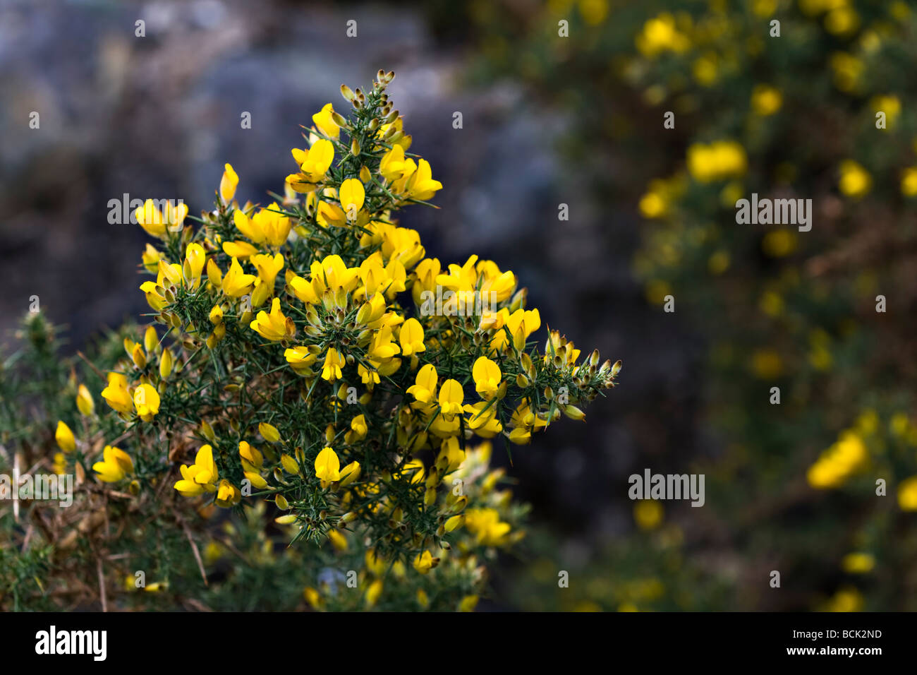 Gelben Blüten der gemeinsamen Ginster Busch wächst in der Nähe von Ardgay, Sutherland, Schottland im Frühjahr Stockfoto