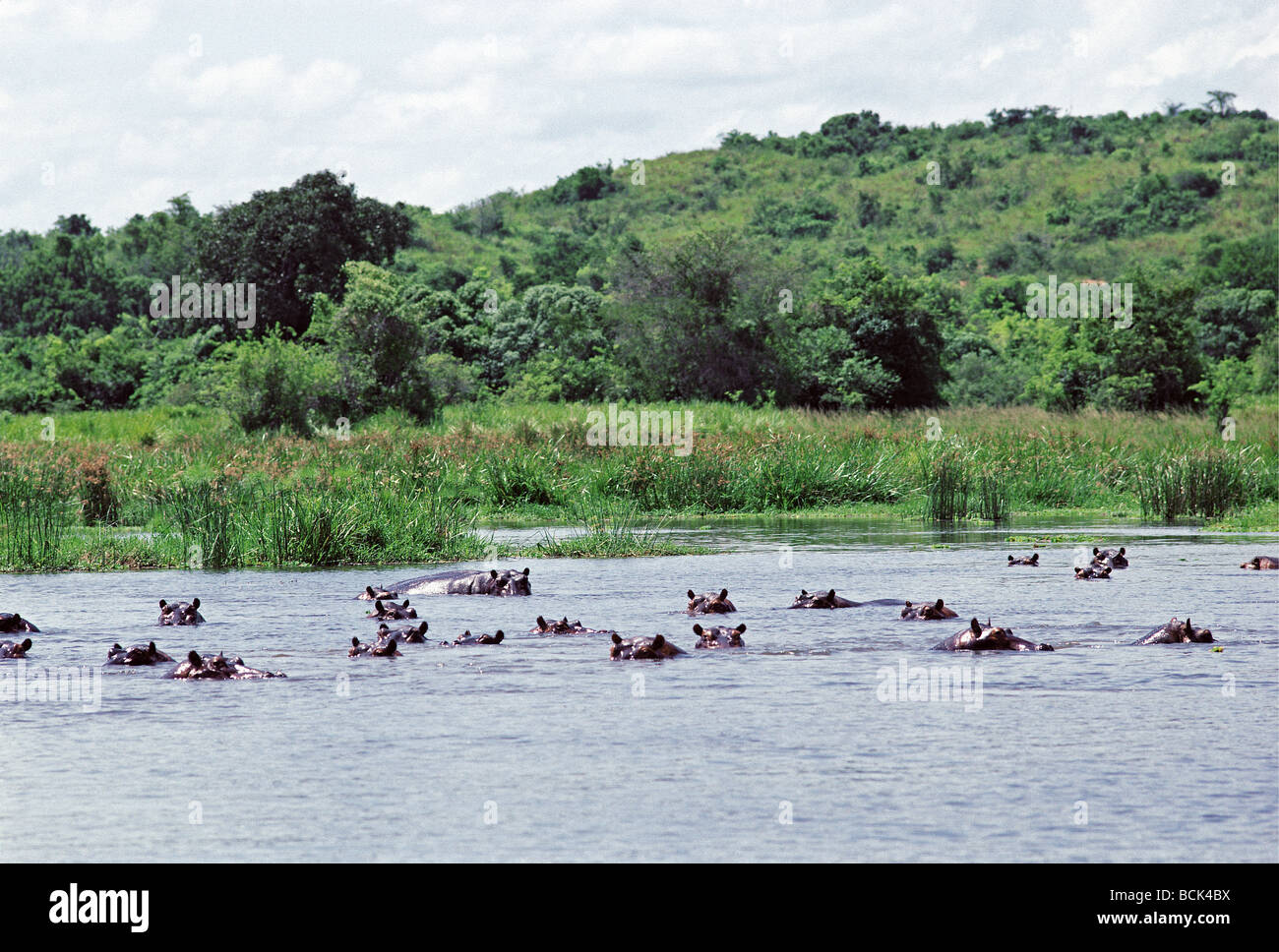 Schule der Flusspferde gesehen vom Start am Fluss Nil Murchison Falls National Park Kampala-Uganda Stockfoto