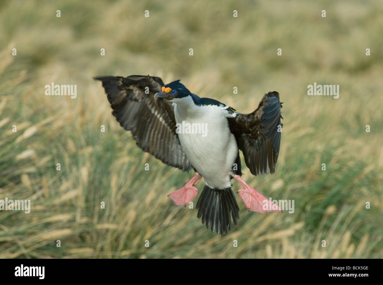 Imperial oder blauäugig Kormoran oder Shag (Phalacrocorax Atriceps) Landung, Falkland-Inseln Stockfoto