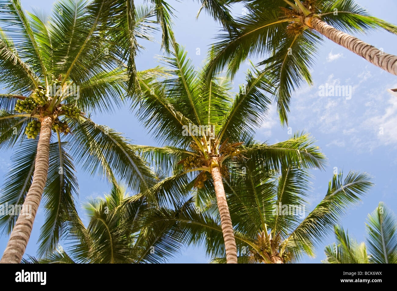 Ein Blick nach oben, der Gipfel des wunderschönen Kokospalmen vor blauem Himmel. Stockfoto