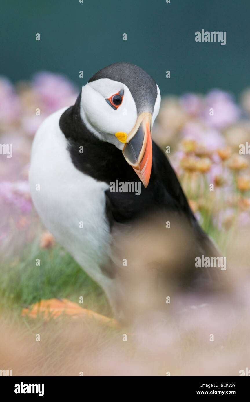 Papageitaucher (Fratercula Arctica) in Wildblumen, Saltee Inseln, County Wexford, Irland Stockfoto