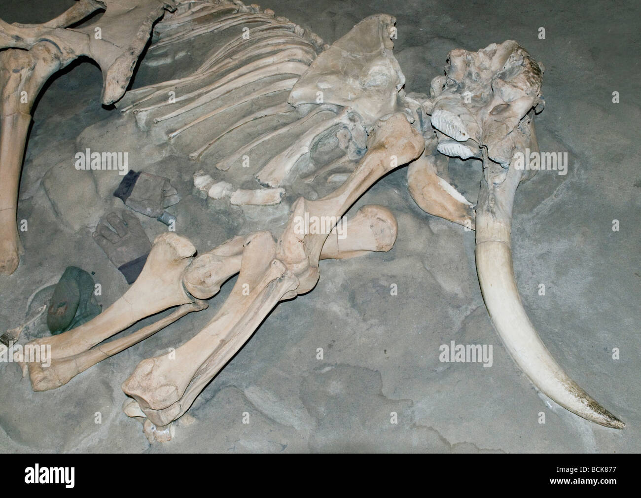 Pygmäen oder Kanalinseln Mammut (Mammuthus Exilis) Fossil des ausgestorbenen pleistozänen Säugetier, Kanalinseln, California Stockfoto