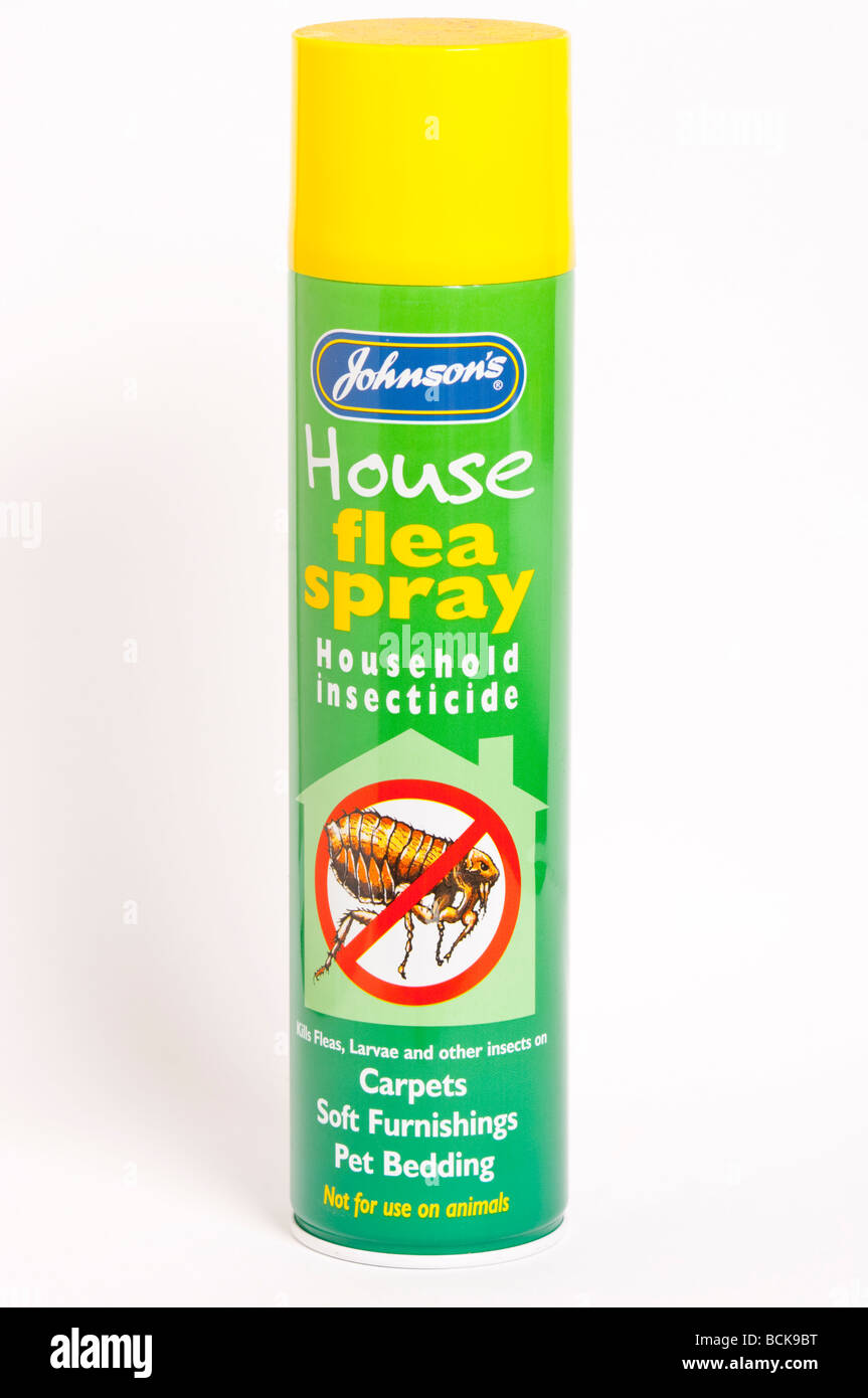 Eine Nahaufnahme von einer Dose Johnsons Haus floh Spray Insektizid gegen einen weißen Hintergrund Stockfoto