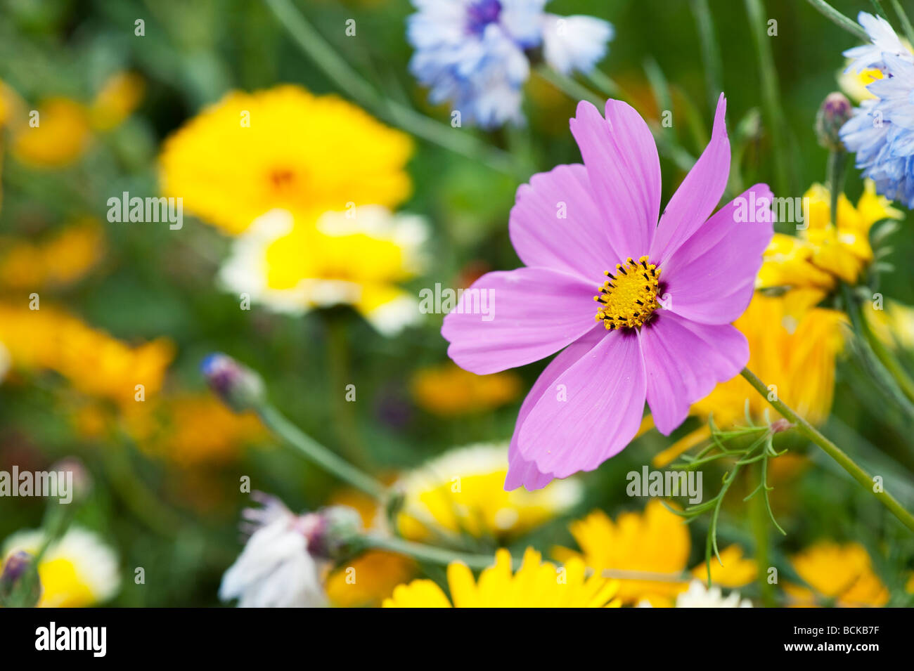 Rosa Kosmos Blume in den Wildblumen in der englischen Landschaft. England Stockfoto