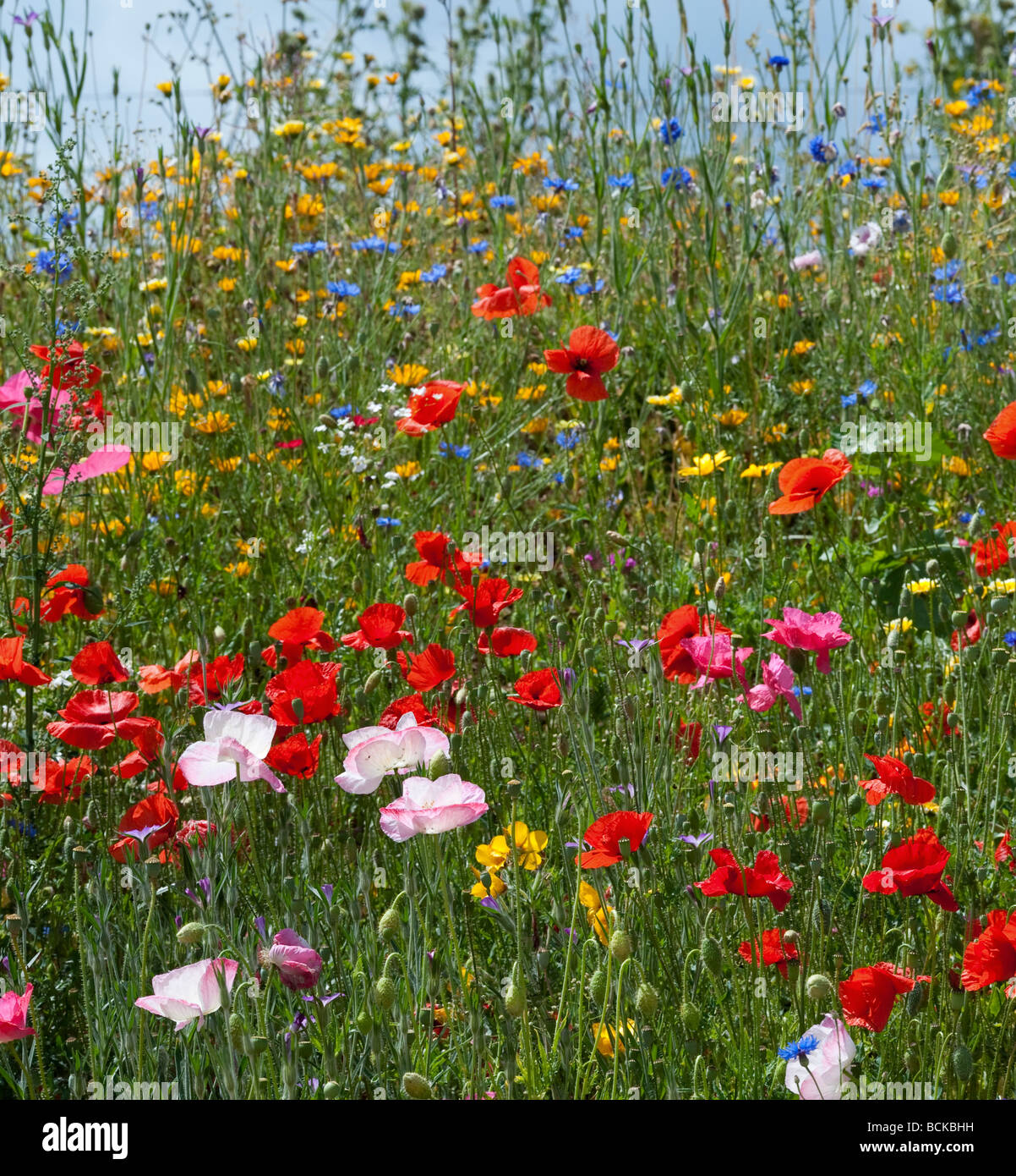 Wildblumen mit Mohn in der englischen Landschaft. England Stockfoto