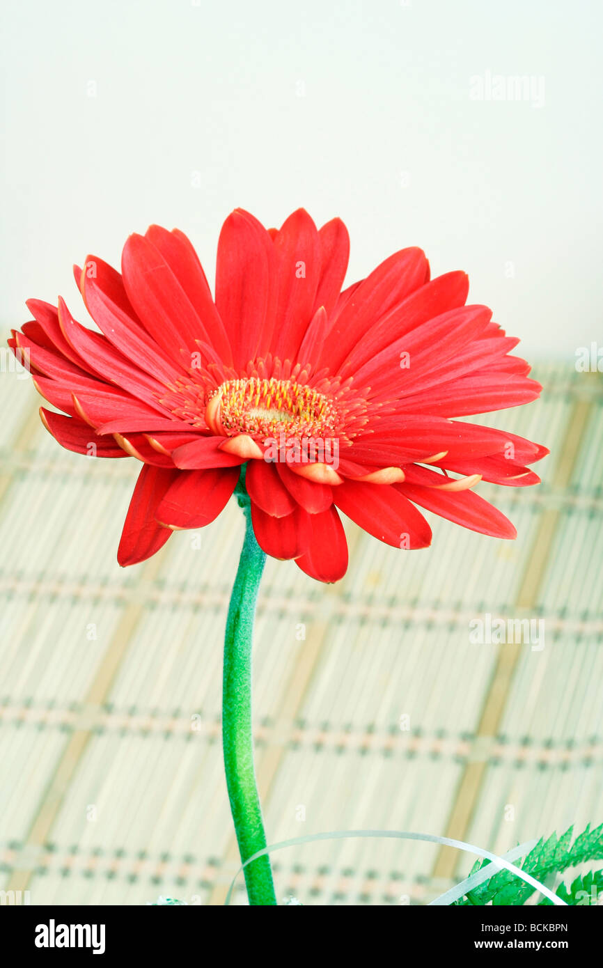 Bouquet von frischen Gerber Daisys. Stockfoto