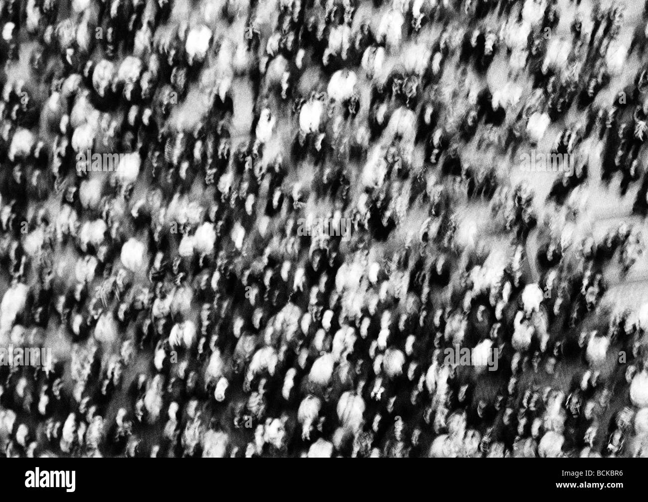 Menschenmenge, erhöhte Ansicht, b&w Stockfoto