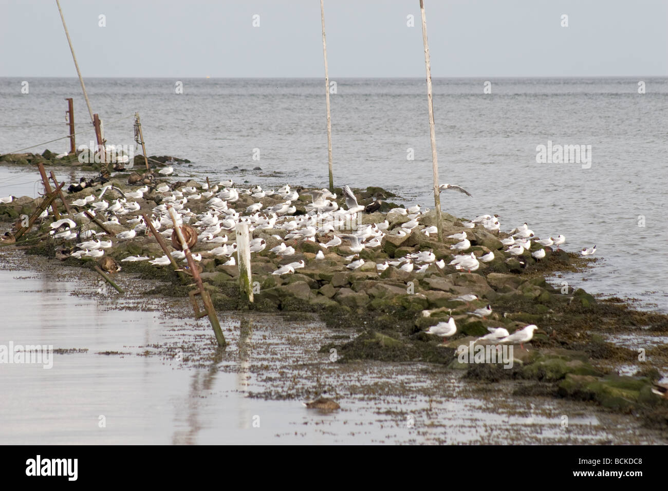 Elber Insel Insel der elbe -Fotos und -Bildmaterial in hoher Auflösung – Alamy