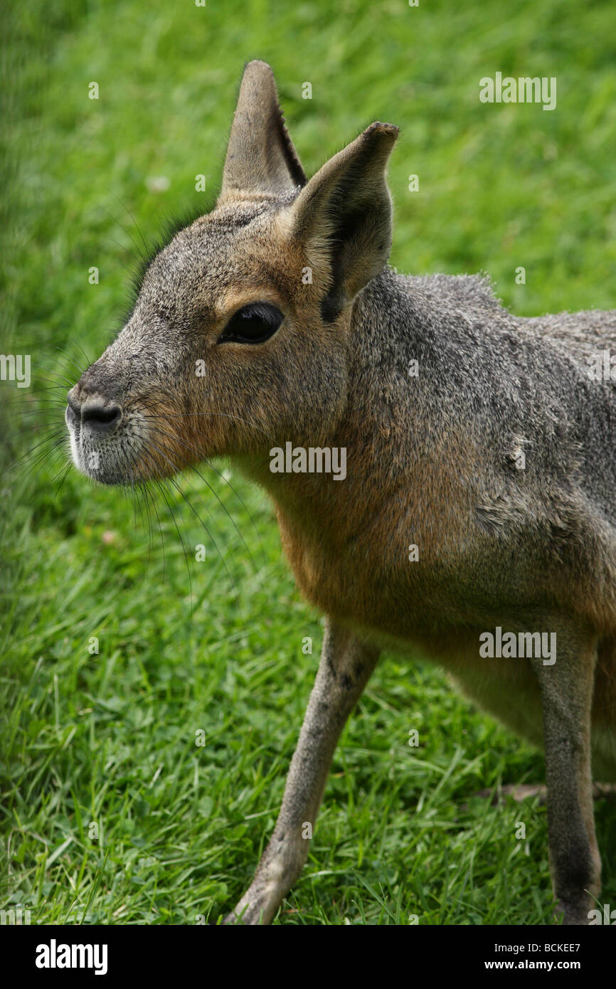 Porträt des patagonischen Mara Stockfoto