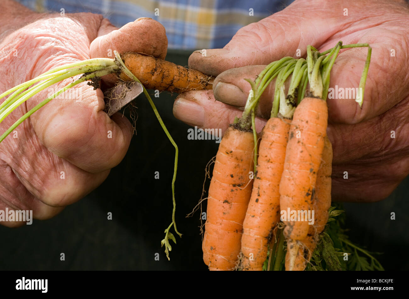Man grub schneiden frisch Karotten Stockfoto
