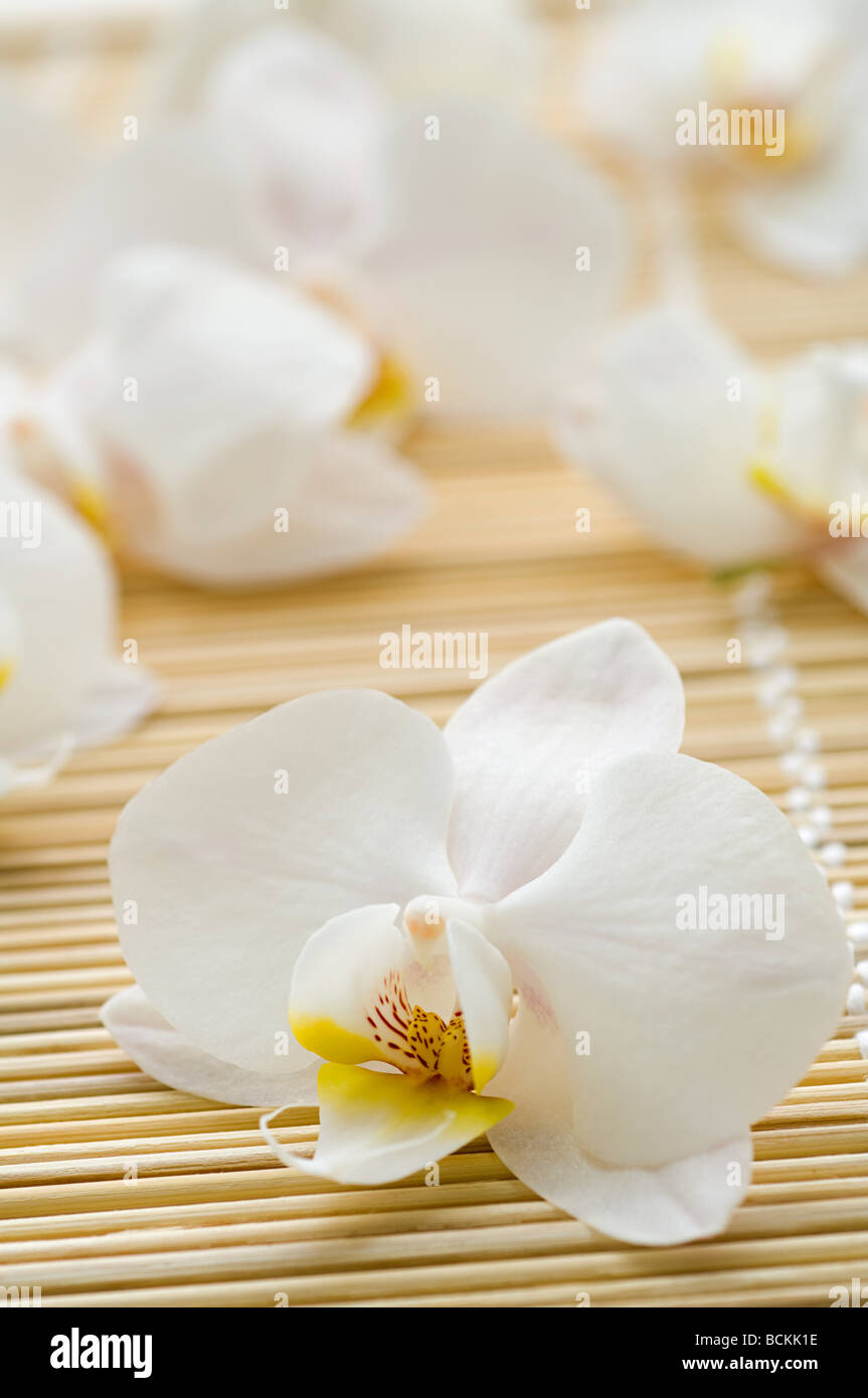Orchidee blüht Stockfoto