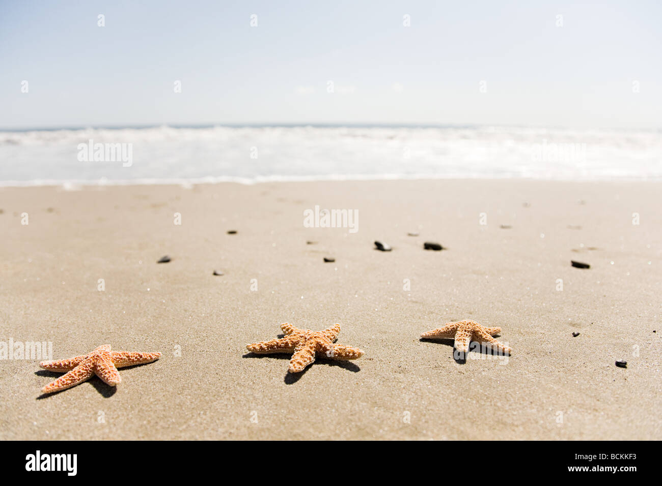 Drei Seesterne am Strand Stockfoto