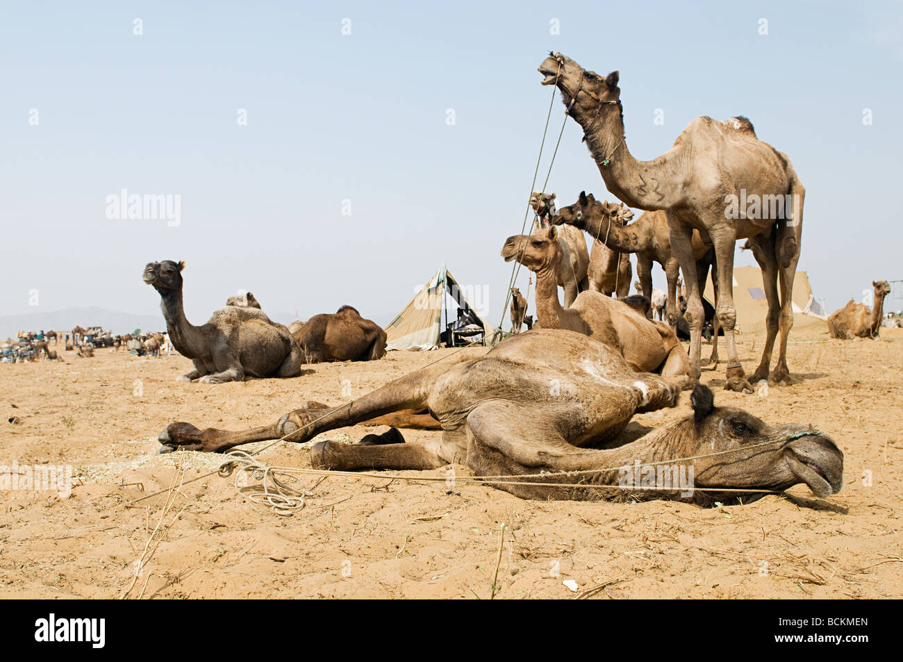 Kamele in Pushkar Kamel-festival Stockfoto