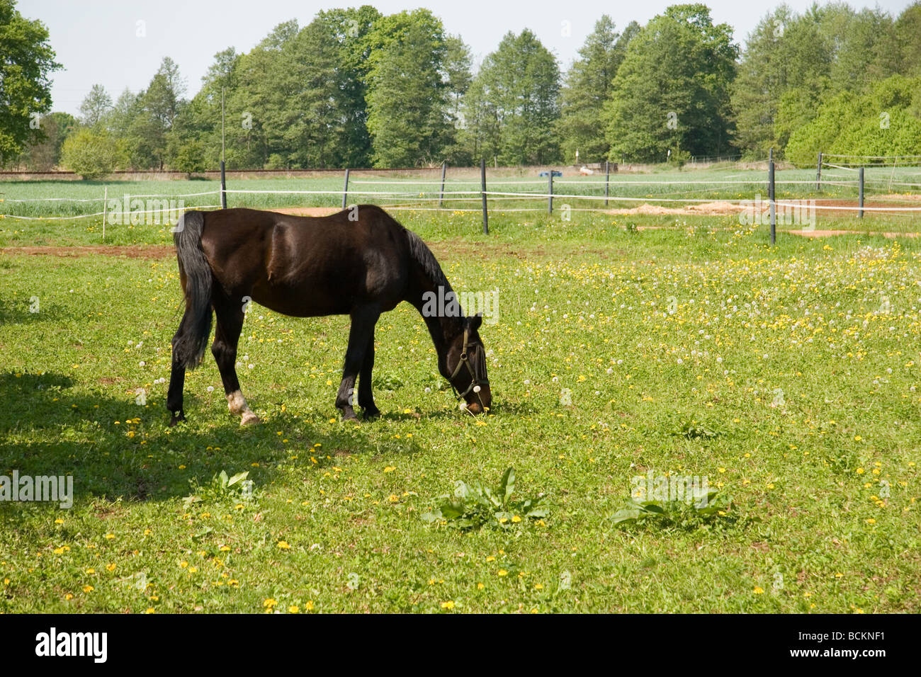 Fahrerlager Stockfoto